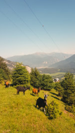 Photogrammetrische-Drohnenaufnahmen-digitales-Gelaendemodell-Milchseilbahn-Fidaz-Flims-Schweiz-3 Talblick-Fidaz-Flimserstein-Milchseilbahn-Photogrammetrische-Drohnenaufnahmen-digitales-Gelaendemodell-Milchseilbahn-Fidaz-Flims-Schweiz