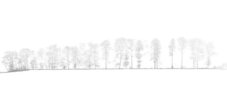 Screenshot-Schnitt-Punktwolke-Wald-Baum-Baeume-DGM-Digitales-Gelaendemodell-Wald-Waldboden-Daten-UAV-LiDAR-Befliegung-Begehung-von-einem-Waldgebiet-Bestimmung-von-Biomasse-Kohlenstoffgehalt